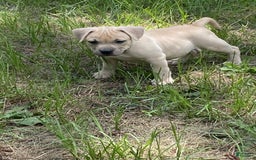 American Bully dogs for sale: Chinx - Image 2