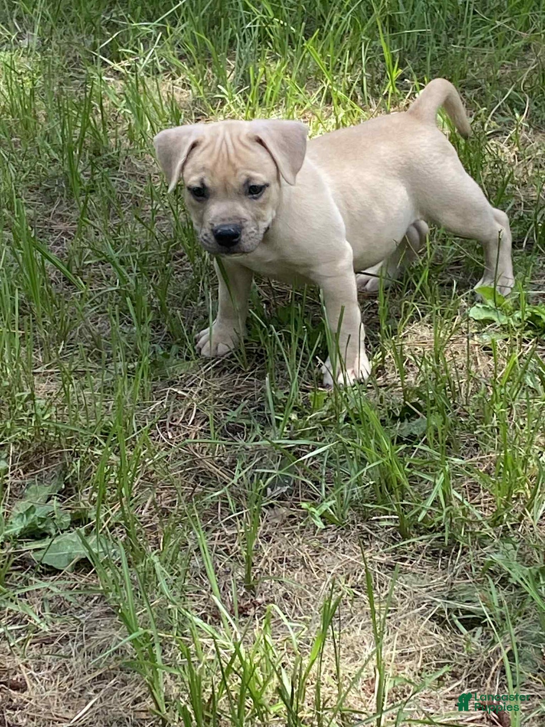 American Bully dogs for sale: Chinx - Image 2