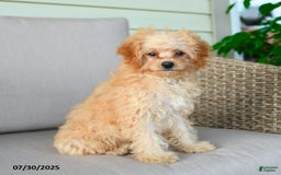 Bichpoo dogs for sale: Jasper - Image 9