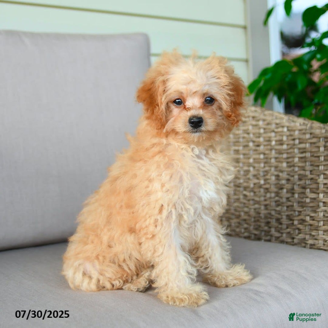 Bichpoo dogs for sale: Jasper - Image 9