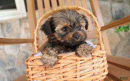 Shorkie dogs for sale: Khloe - Image 1
