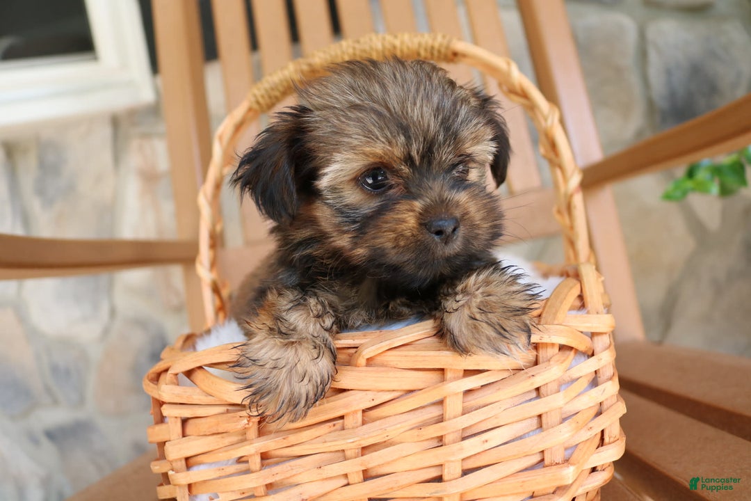 Shorkie dogs for sale: Khloe - Image 1
