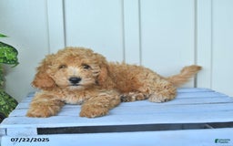 Mini Goldendoodle dogs for sale: Moxie - Image 6