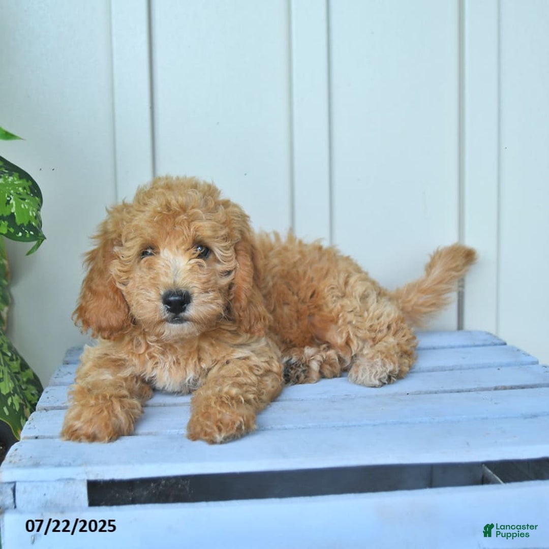 Mini Goldendoodle dogs for sale: Moxie - Image 6