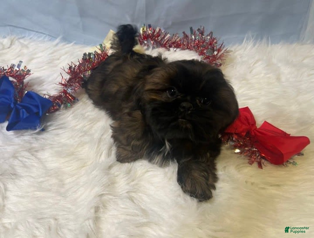 Shih Tzu dogs for sale: June Bug Brown - Image 6