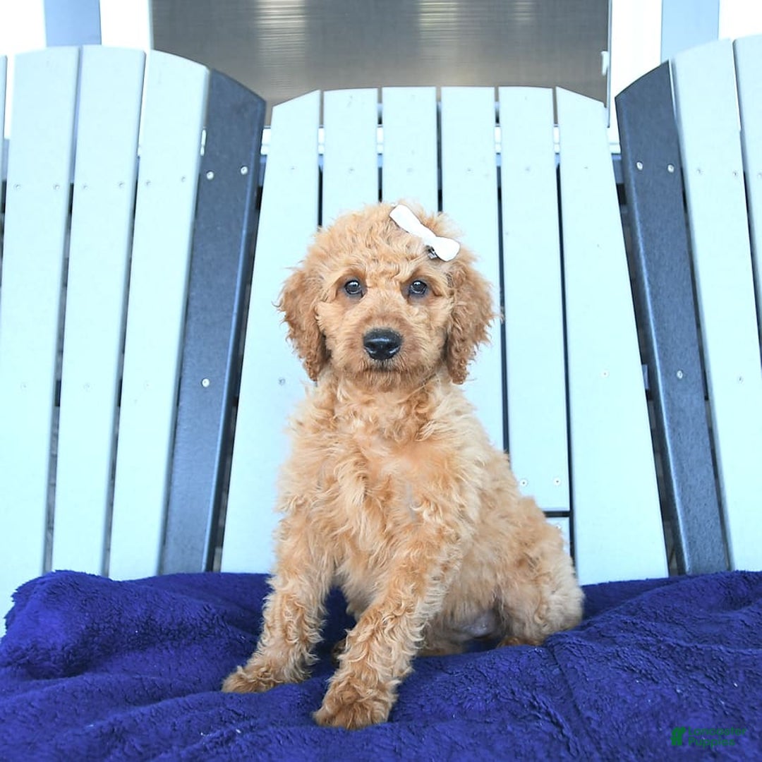 Mini Goldendoodle dogs for sale: Aurora - Image 6