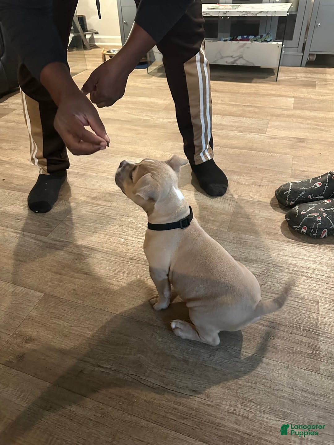 American Bully dogs for sale: Duece - Image 2