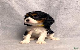 Cavalier King Charles Spaniel dogs for sale: Missy - Image 34