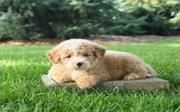 Mini Bernedoodle dogs for sale: Pluto - Image 10