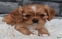 Cavalier King Charles Spaniel dogs for sale: Blaze - Image 3
