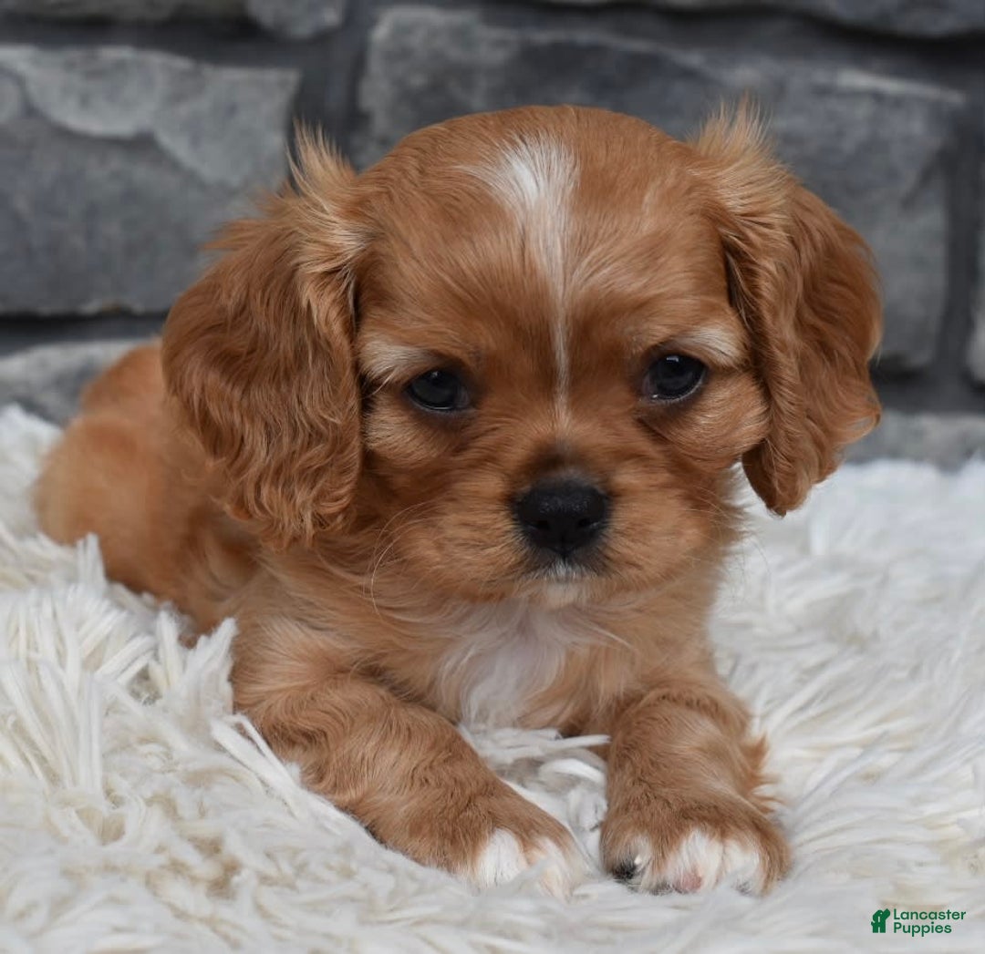 Cavalier King Charles Spaniel dogs for sale: Blaze - Image 3
