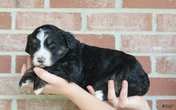 Bernedoodle dogs for sale: Bubba - Image 1