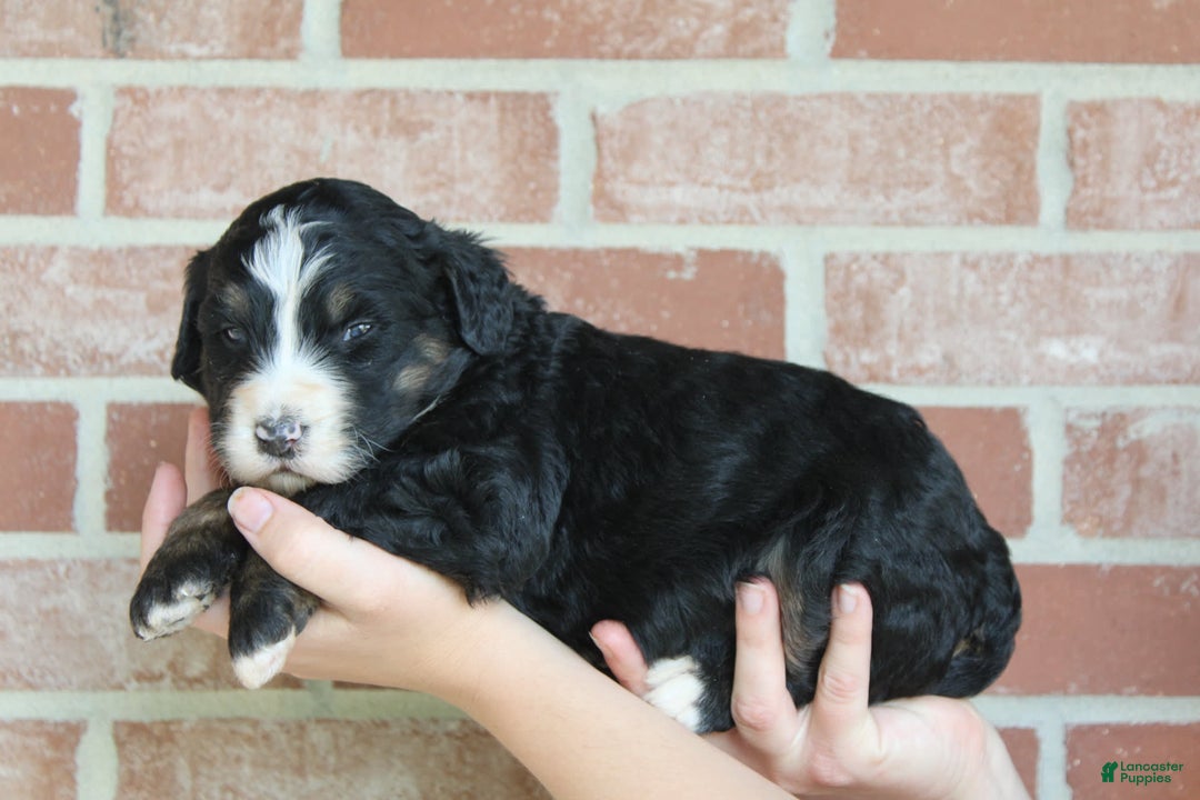 Bernedoodle dogs for sale: Bubba - Image 1