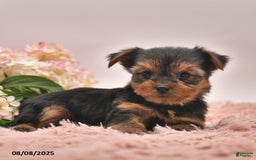 Yorkshire Terrier dogs for sale: Ranger - Image 4