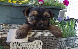Yorkshire Terrier dogs for sale: Yorkshire Terrier 3 puppies - Image 1