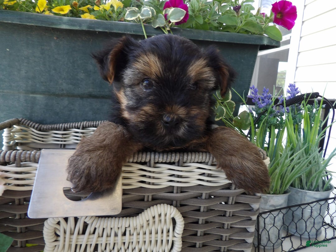 Yorkshire Terrier dogs for sale: Yorkshire Terrier 3 puppies - Image 1