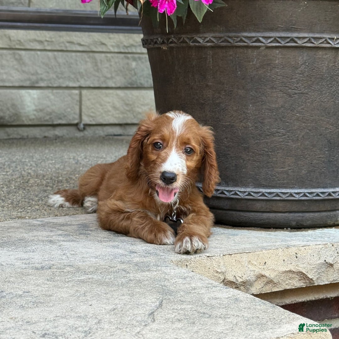 Goldendoodle dogs for sale: Ginger - Image 3