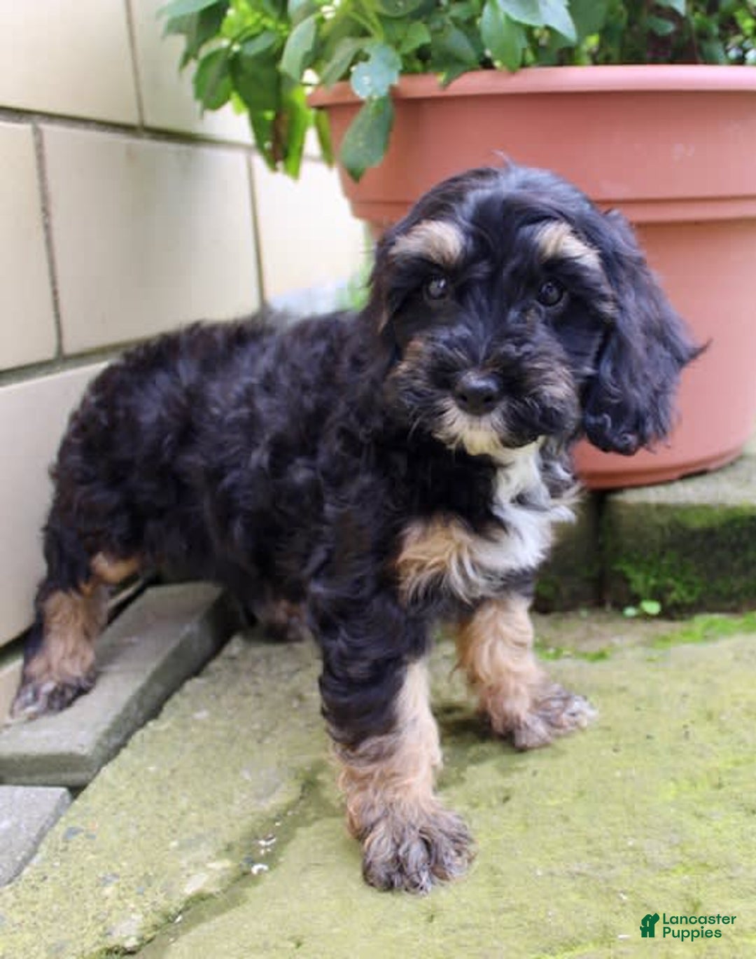 Cockapoo dogs for sale: Sunni - Image 3