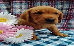 Labrador Retriever dogs for sale: Labrador Retriever 5 puppies - Image 4