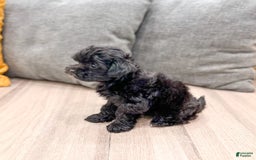 Yorkiepoo dogs for sale: Georgie - Image 2