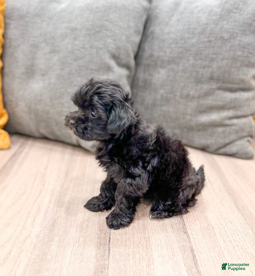 Yorkiepoo dogs for sale: Georgie - Image 2