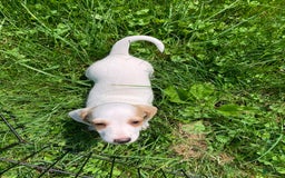 Dachshund dogs for sale: Cinderella - Image 3