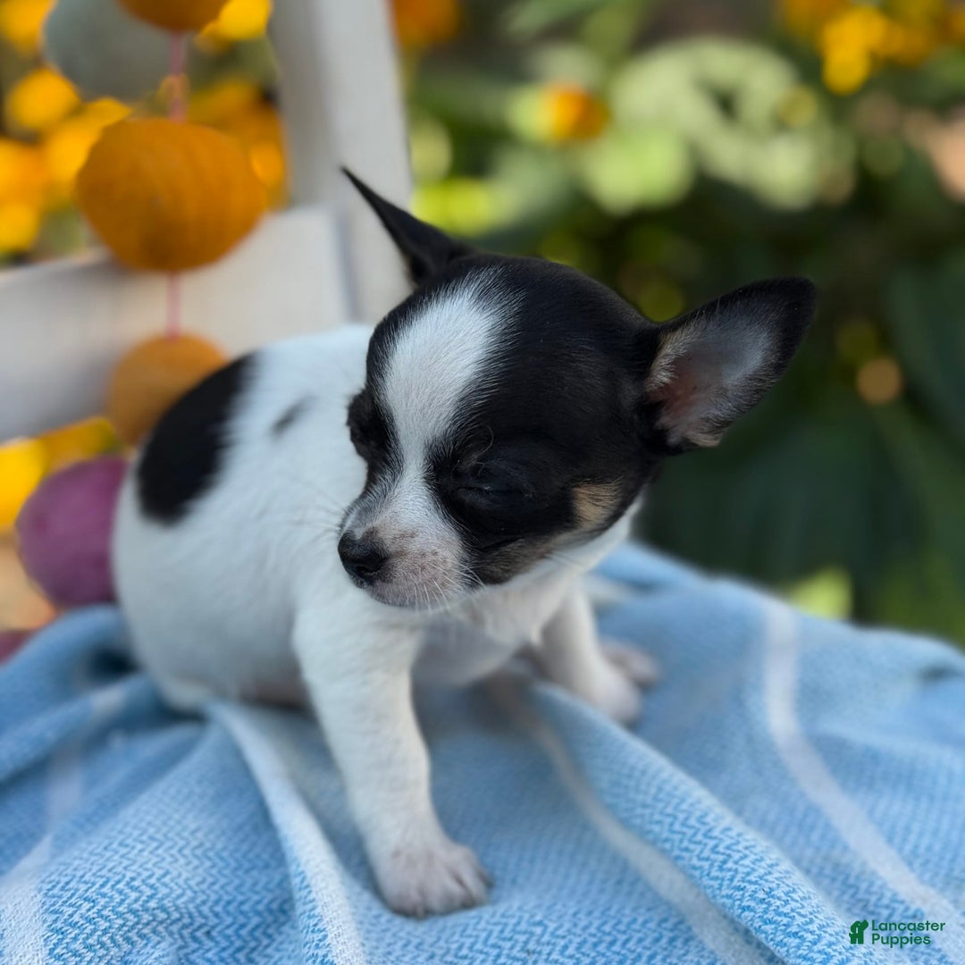 Chihuahua dogs for sale: Chihuahua 3 puppies - Image 6