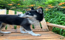 Siberian Husky dogs for sale: Starlight - Image 2
