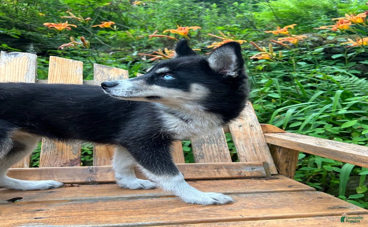 Siberian Husky dogs for sale - Ad 1
