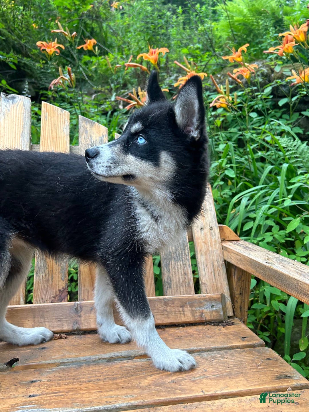 Siberian Husky dogs for sale: Starlight - Image 2