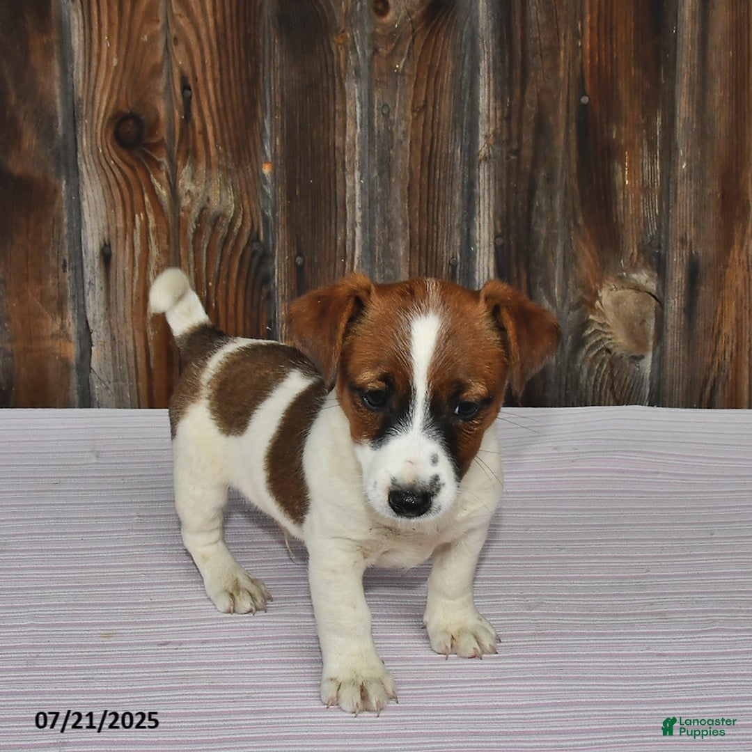Jack Russell Terrier dogs for sale: Rio - Image 4