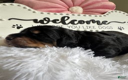 Bernedoodle dogs for sale: Black Brown White Male - Image 4