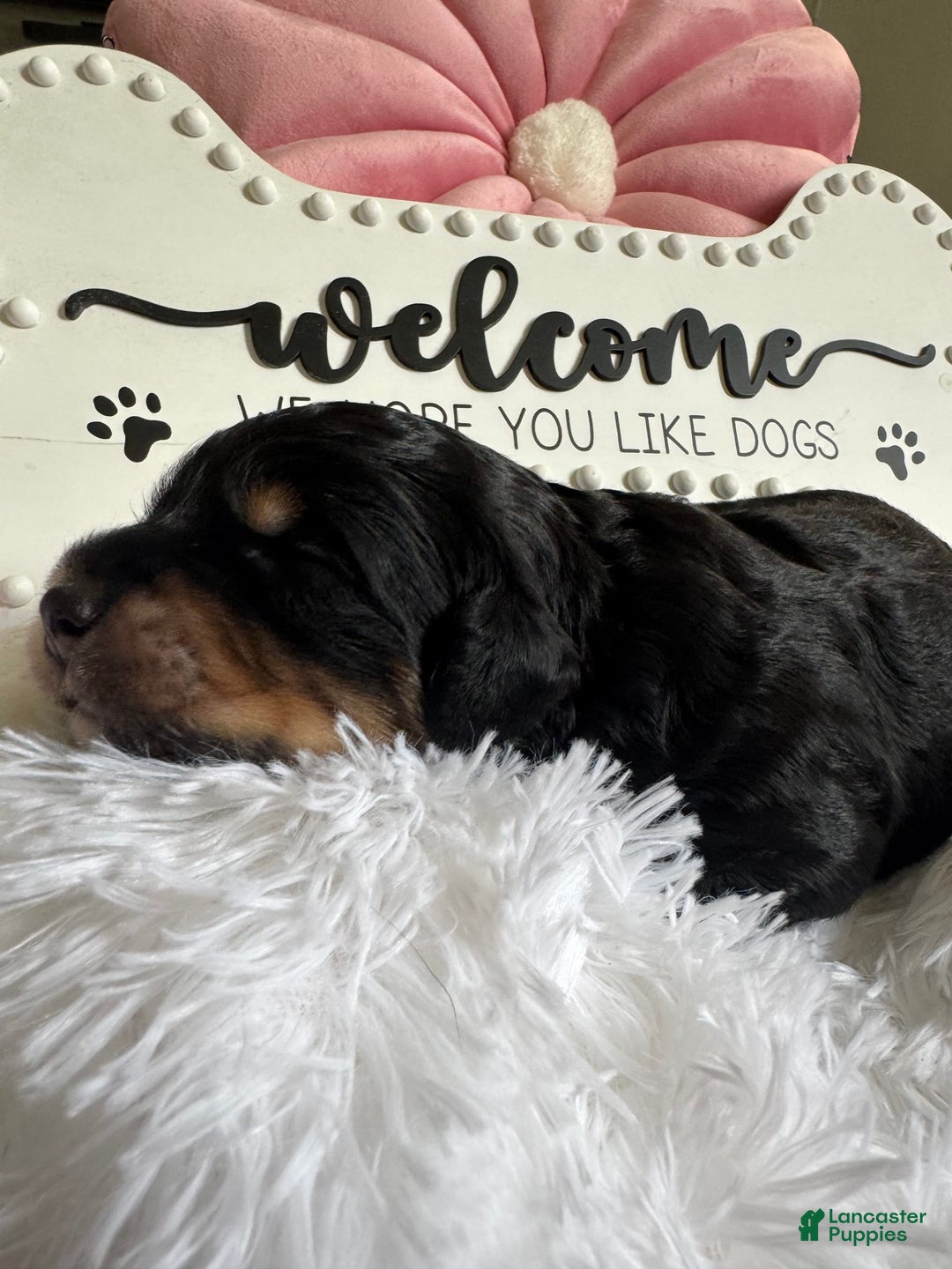Bernedoodle dogs for sale: Black Brown White Male - Image 4