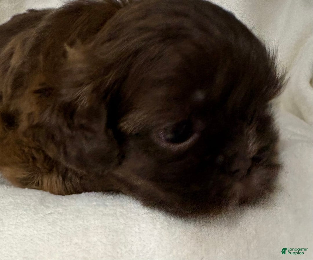 Shih Tzu dogs for sale: Kaylee - Image 14