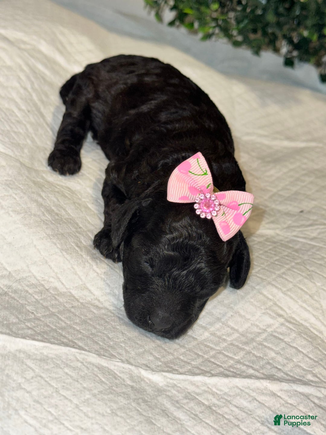 Miniature Poodle dogs for sale: Serenity - Image 2