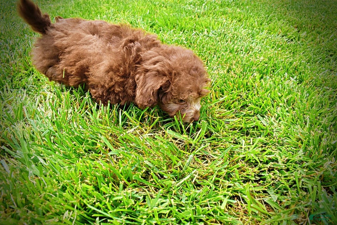 Havapoo dogs for sale: Rosie - Image 8