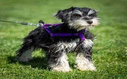 Miniature Schnauzer dogs for sale: Belle - Image 1