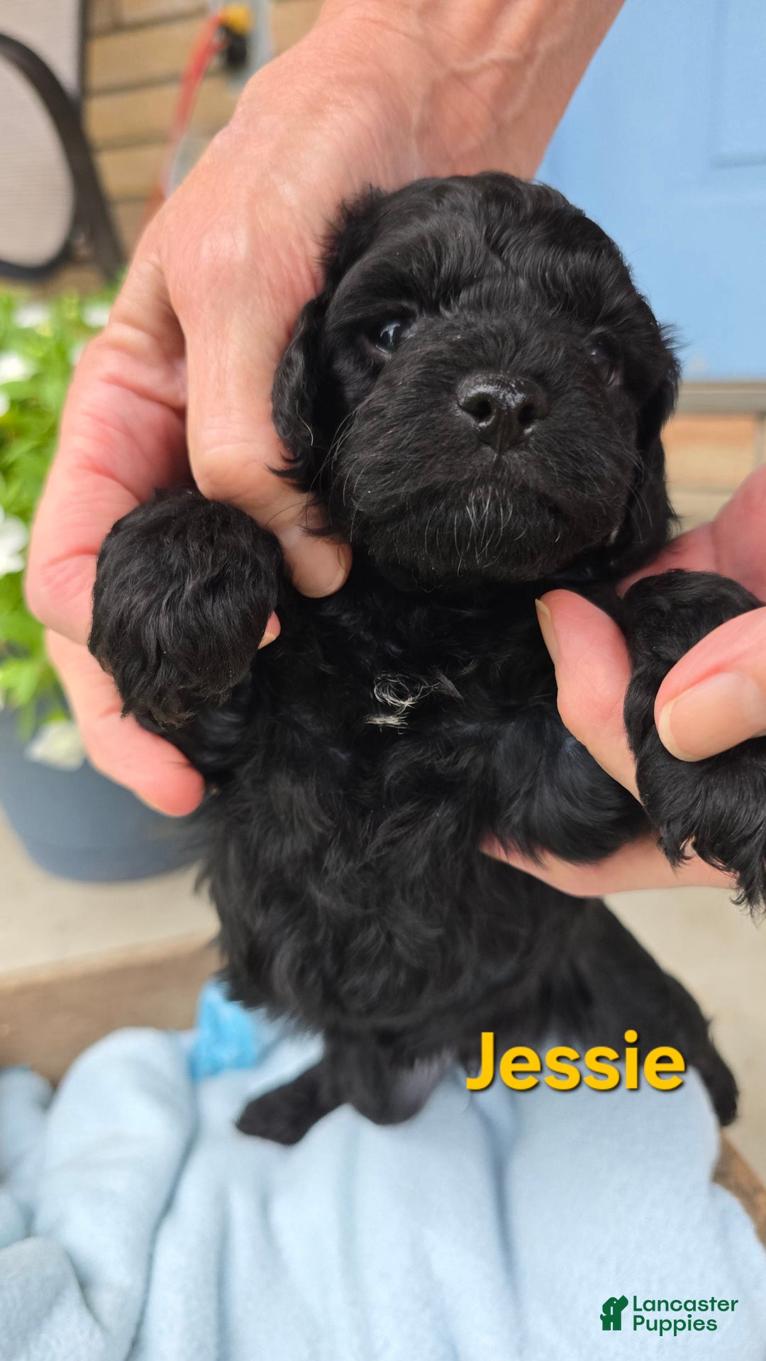 Cavapoo dogs for sale: Jessie - Image 2