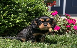 Cavalier King Charles Spaniel dogs for sale: Hope - Image 12