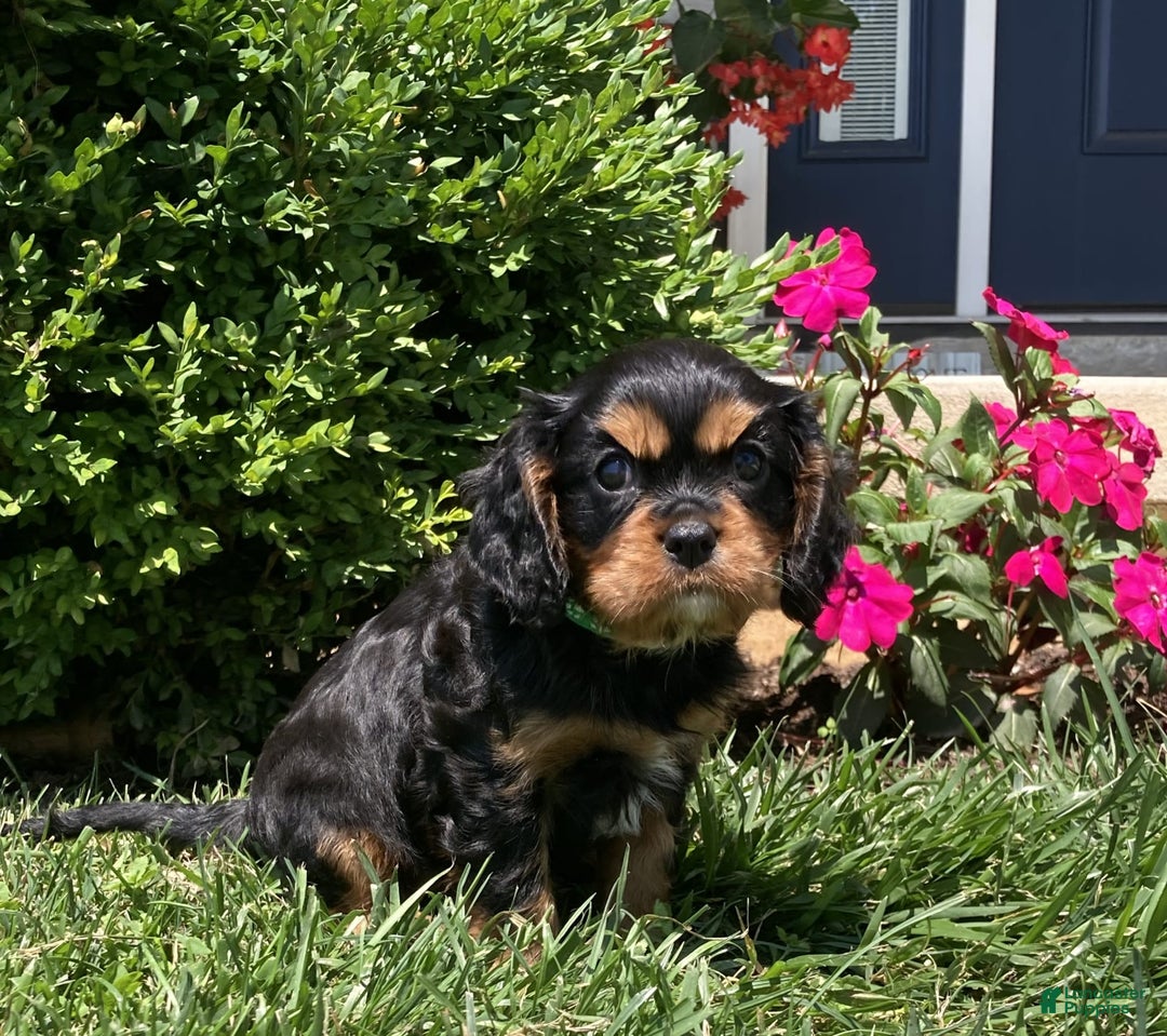 Cavalier King Charles Spaniel dogs for sale: Hope - Image 12