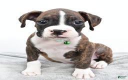 Boxer dogs for sale: Ranger - Image 6
