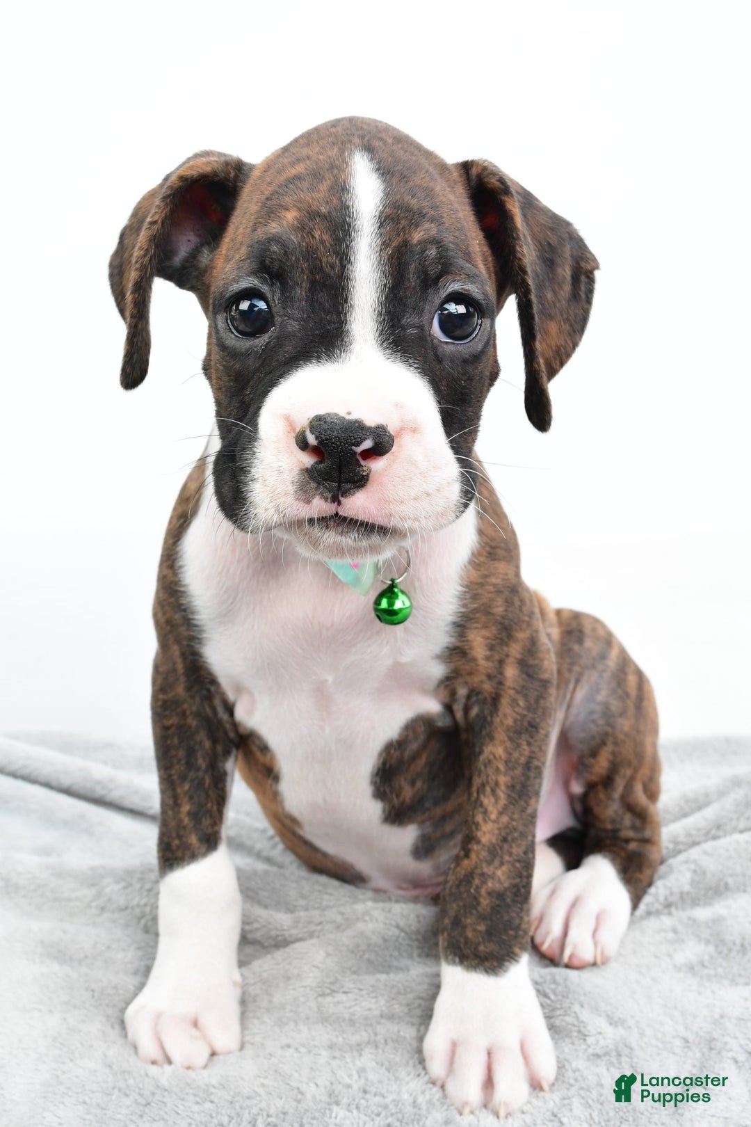Boxer dogs for sale: Ranger - Image 6