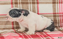 English Bulldog dogs for sale: Max - Image 1