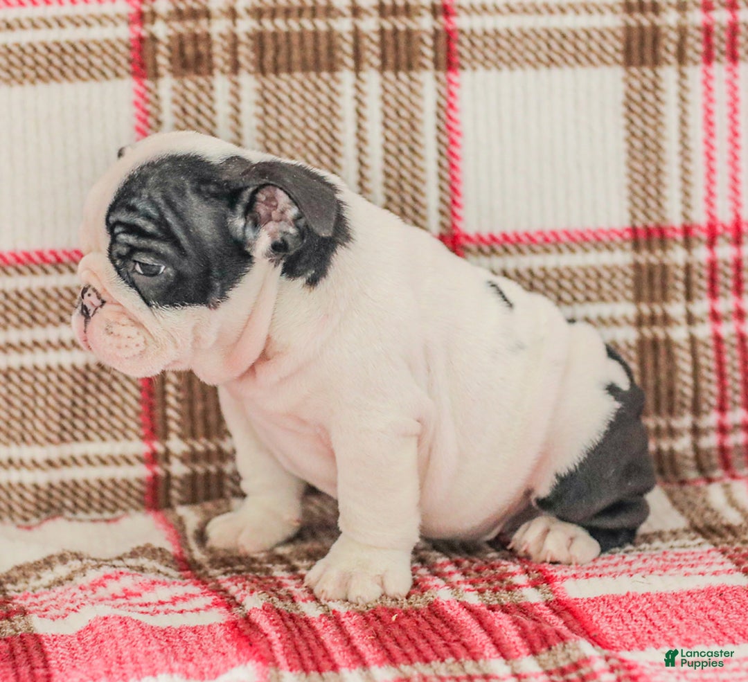 English Bulldog dogs for sale: Max - Image 1