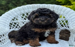 Cavapoo dogs for sale: Cavapoo 4 puppies - Image 19