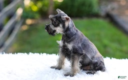 Miniature Schnauzer dogs for sale: Austin - Image 4