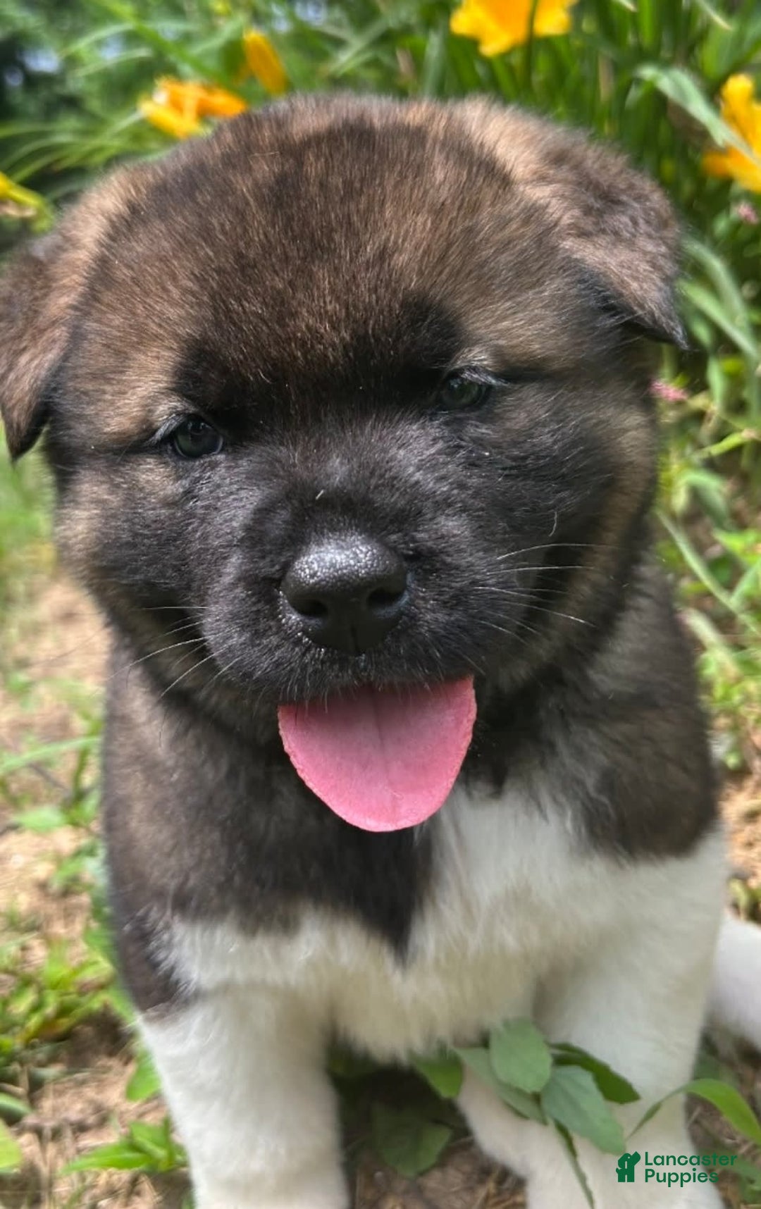Akita dogs for sale: Esme - Image 6