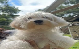 Morkie dogs for sale: Leo - Image 15