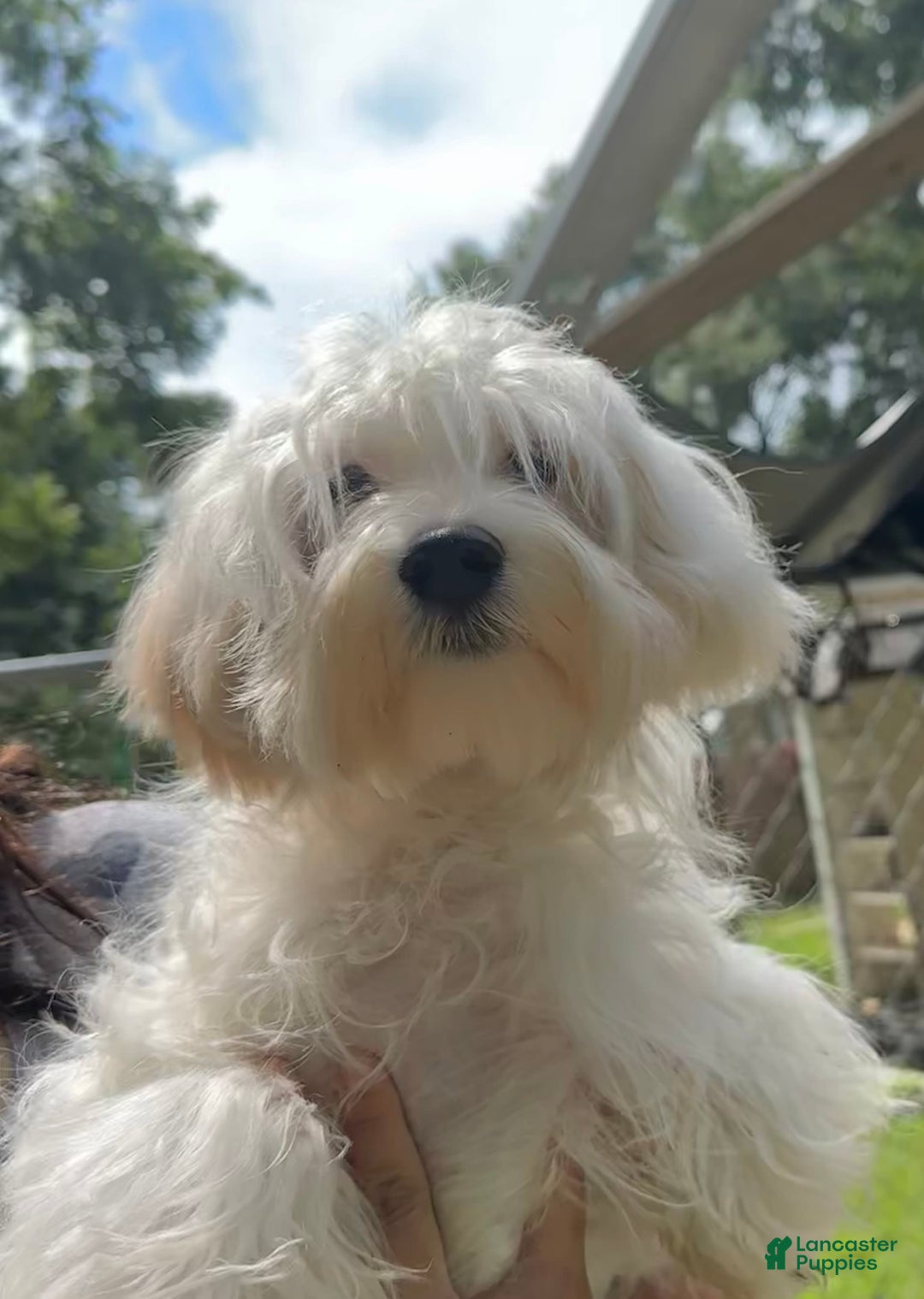 Morkie dogs for sale: Leo - Image 15