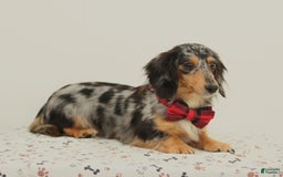 Miniature Dachshund dogs for sale: Ringo - Image 11